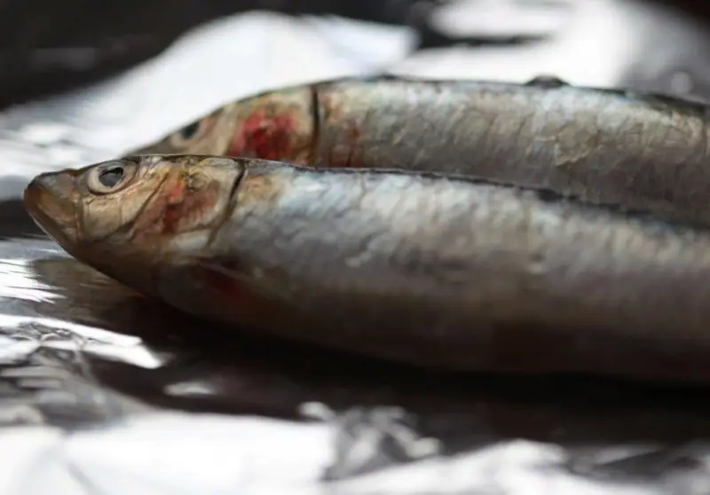 Benátské sardinky na kyselo – fotografie 2