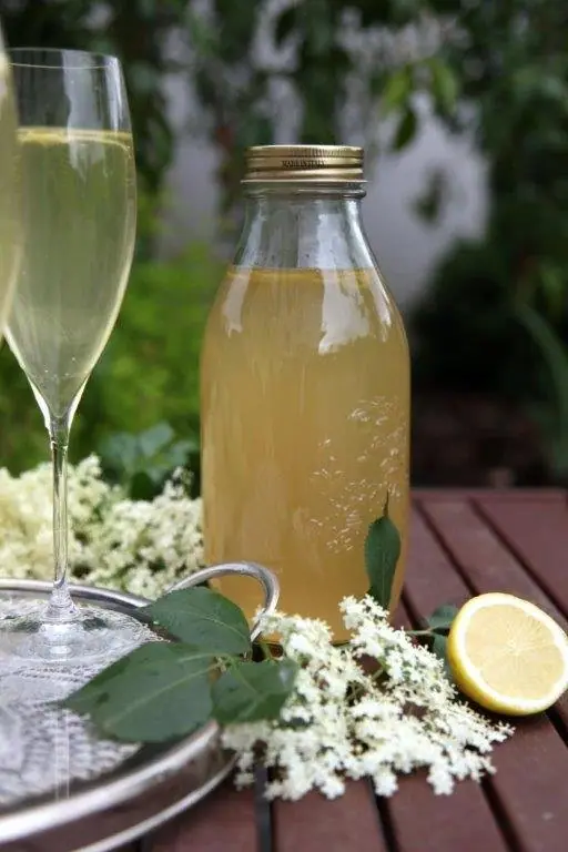 Bezinkový sirup zažívá comeback – unikátní aroma i chuť – fotografie 2