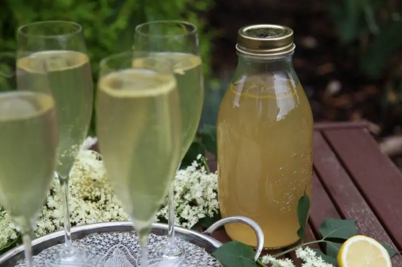 Bezinkový sirup zažívá comeback – unikátní aroma i chuť – fotografie 4