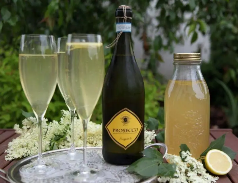 Bezinkový sirup zažívá comeback – unikátní aroma i chuť – fotografie 5