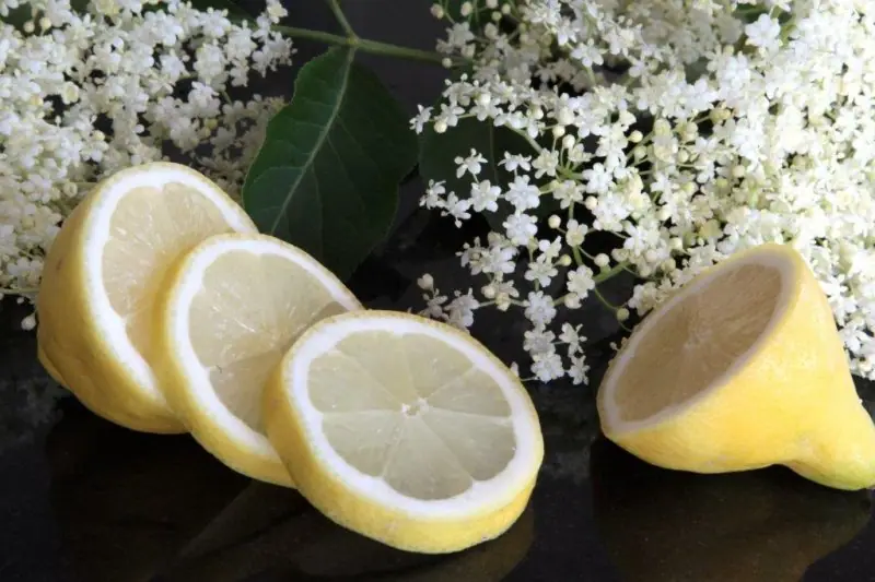 Bezinkový sirup zažívá comeback – unikátní aroma i chuť – fotografie 1