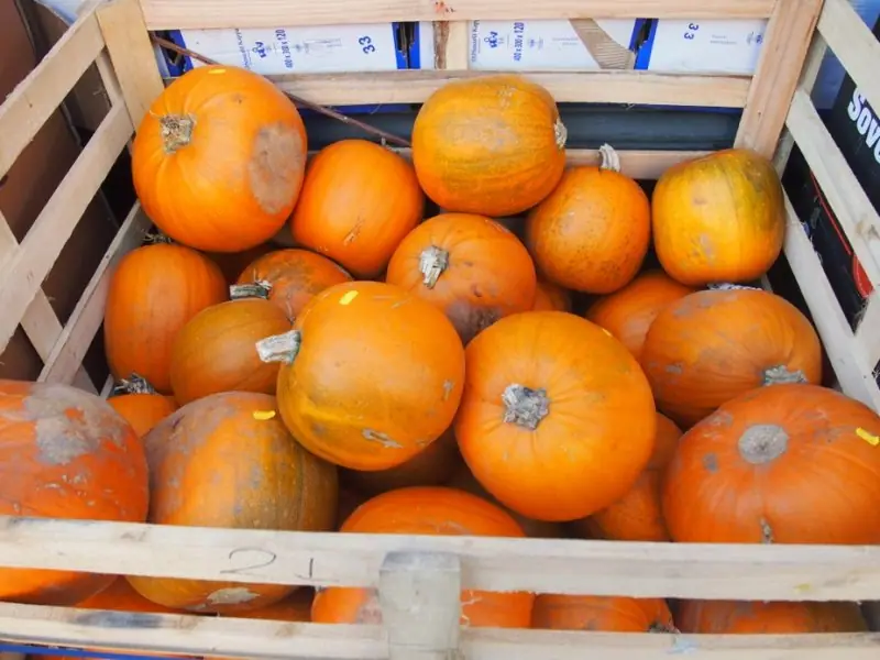 Britský Halloween a Pavoučí muffiny – fotografie 8