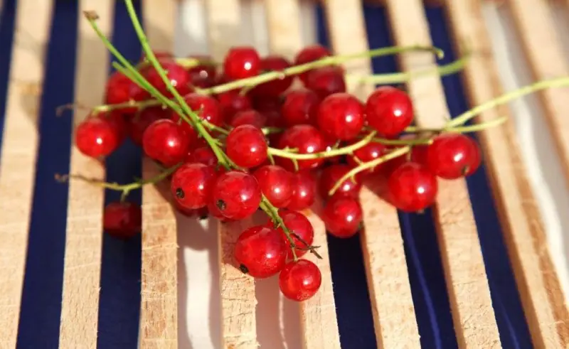 Rybízová limonáda – blahodárné účinky i skvělá chuť! – fotografie 2