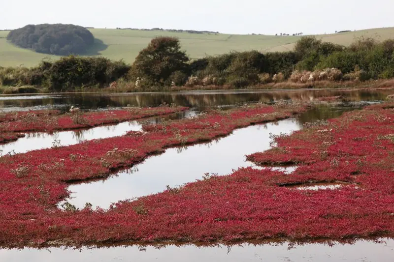 Saltmarsh – nejen skvělá kuchyně u  Seven Sisters – fotografie 1